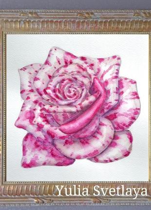 Капчатая белая роза картина акварелью 23,5*25 см1 фото