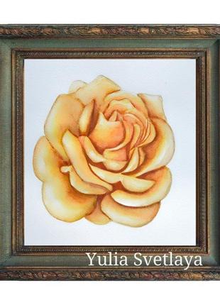 Горчичная роза картина акварелью 23,5*25 см