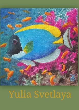 Картина тропічна риба хірург білогрудий 20*20 см