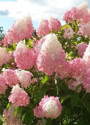 Гортензія волотиста ванілла фрейз (vanille fraise) 1 річна