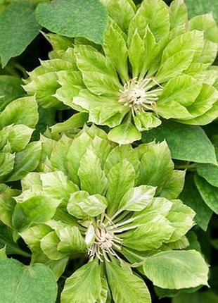 Клематіс green passion (грін пешн) 4