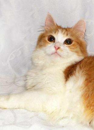 Чудова, ніжна, пухнаста біло-руда кішка земфіра