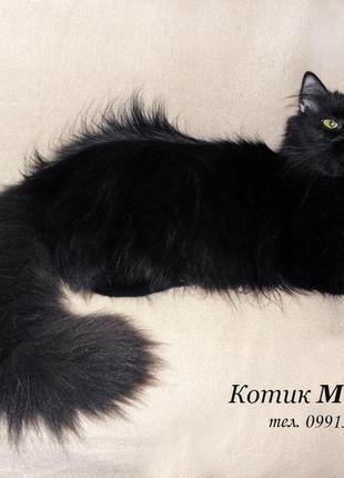 Прекрасний великий пухнастий чорний котик мускат. 2 роки.