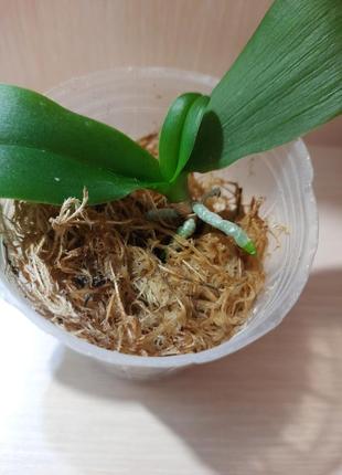 Детка орхидеи timely melissa
