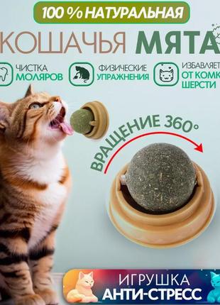 Котяча м'ята кулька