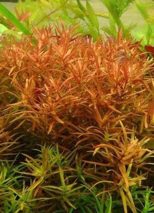 Дидиплис диандра . акваріумні рослини