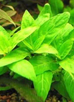 Стаурогин. аквариумные растения 3