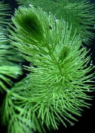 Роготистник темно-зелёный. аквариумные растения