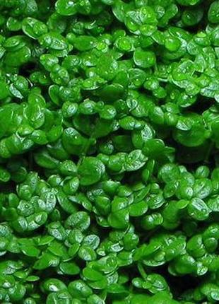 Хемиантус куба. рослина для вашого акваріума