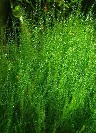 Мох стрінги. акваріумні рослини4 фото