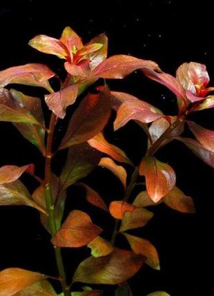 Акваріумні рослини. людвігія рубін