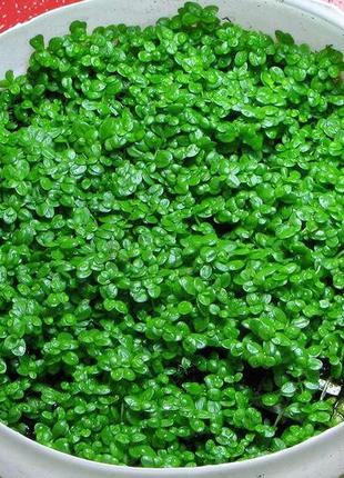Хемиантус куба. рослина для вашого акваріума