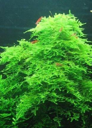 Мох різдвяний. акваріумні рослини2 фото