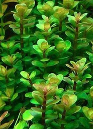 Аммания бонсай. акваріумні рослини1 фото