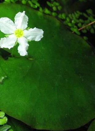 Нимфоидес. рослини для акваріума