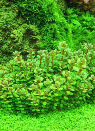 Аммания бонсай. акваріумні рослини2 фото