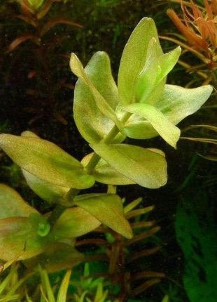 Бакопа каролінська. акваріумні рослини2 фото