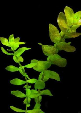 Бакопа каролінська. акваріумні рослини3 фото
