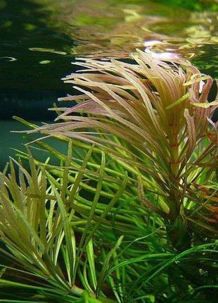 Эустералис стеллата. акваріумні рослини3 фото