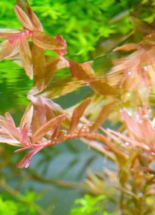 Ротала індіка. акваріумні рослини3 фото
