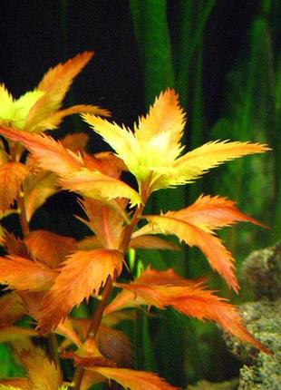 Прозерпинака. аквариумные растения4 фото