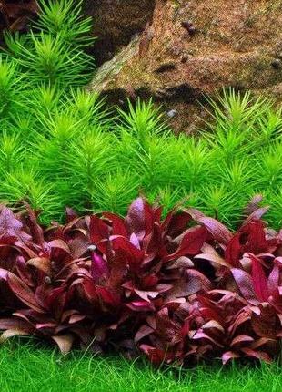 Погостемон еректус. акваріумні рослини6 фото