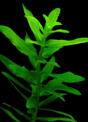 Эустералис зелёный. аквариумные растения2 фото