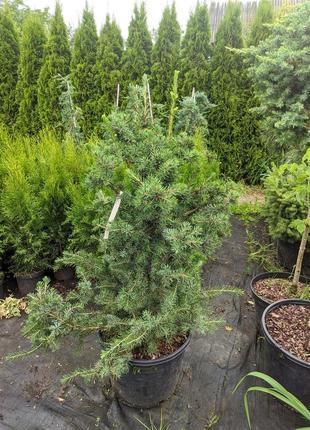 Picea omorika freya c-10 c-15 , c-20