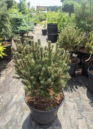 Pinus mugo teeny c-10