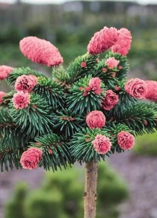 Picea abies medusa c-2