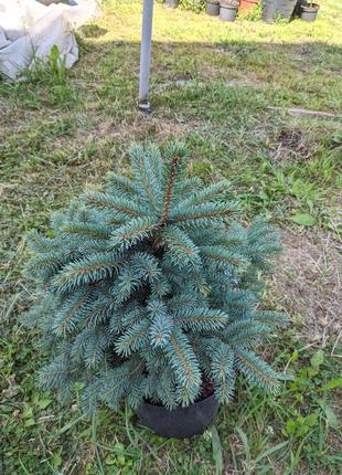 Picea engelmannii thomschke2 фото