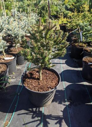 Pinus mugo teeny c-5