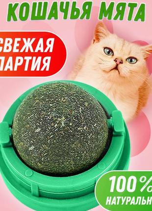 Котяча м'ята, іграшка для тварин