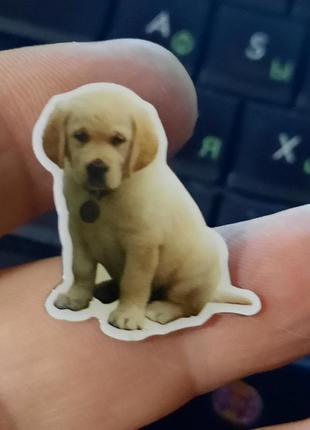 Брошь брошка пин щенок бежевый лабрадор милейший сток
