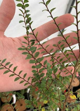 В'яз дрібнолистий "сейджу".
ulmus parvifolia "seiju".