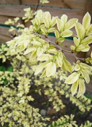 В'яз дрібнолистий "гейша"
ulmus parvifolia "geisha"5 фото