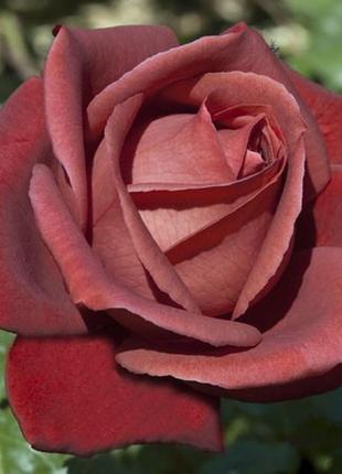 Саджанці троянд сорт теракота (terracotta)