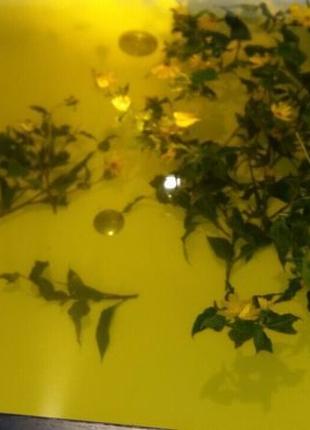 Топінамбур/вани з цвіту/чудо чай