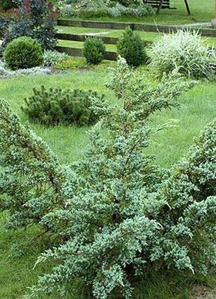 Ялівець мейери (juniperus squamata meyeri)