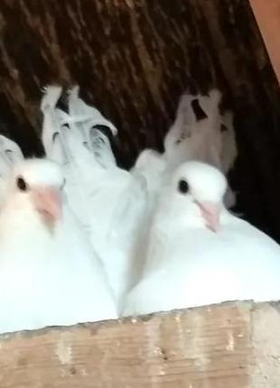 Продам голубей (голубів) павлинов
