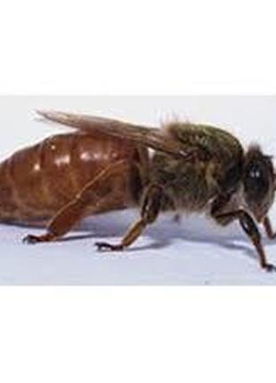 Матка "українська степова"