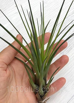 Тіландсія атмосферна триколор меланократер (tillandsia tricolo...