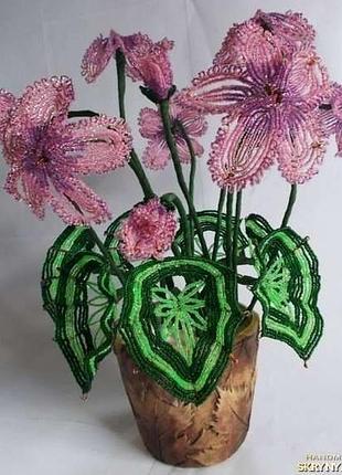 Циклімени з бісеру