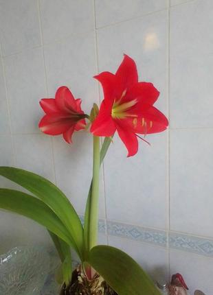 Вазоны комнатные цветы гиппеаструм амариллис красный большой луковицки 3 летние лилия2 фото