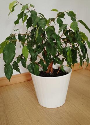 Фикус бенждамин 4