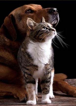 Алмазна мозаїка "дружба кішки з собакою" 30х40 см1 фото