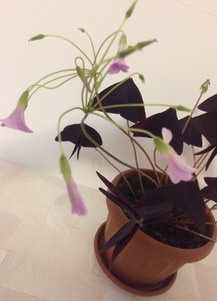 Оксалис кімнатна рослина комнатное растение