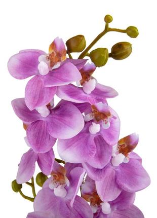 Орхидея "фаленопсис", фиолетовая, 70 см2 фото