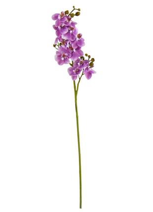 Орхидея "фаленопсис", фиолетовая, 70 см3 фото