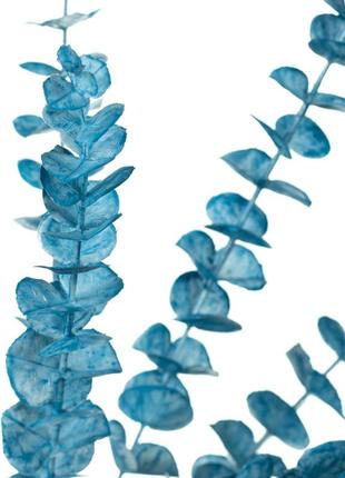 Гілка евкаліпта, блакитна2 фото